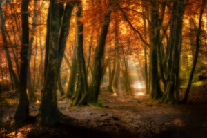 brocéliande, le val sans retour