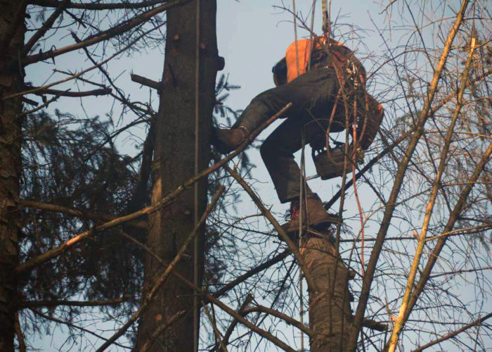 Couper les têtes afin de faire tomber un arbre "réduit", sans toucher Ponthus