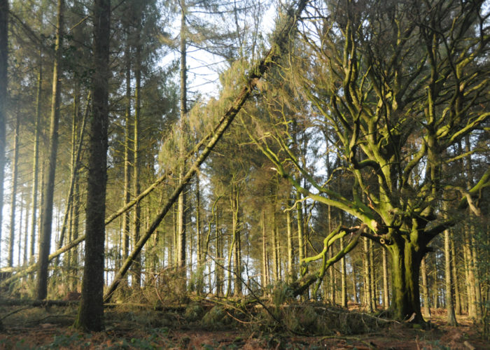 Broceliande, plusieurs epiceas tombes sur ponthus