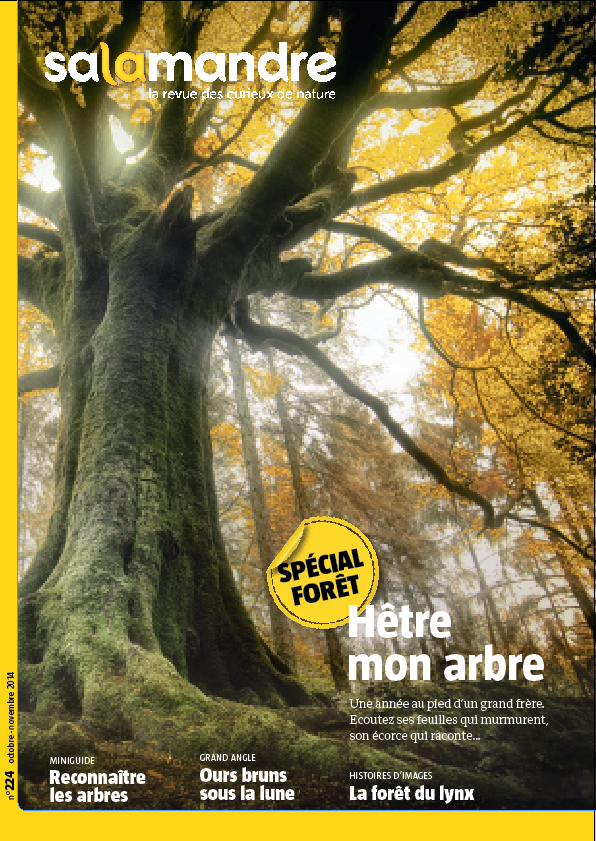 photographie du hêtre de Ponthus en couverture de magazine nature, la salamandre